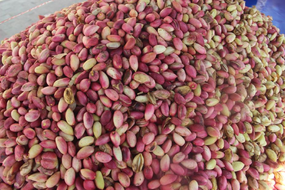 Şanlıurfa'da Tescilli Ketenköyneği Fıstık Sezona Merhaba Dedi