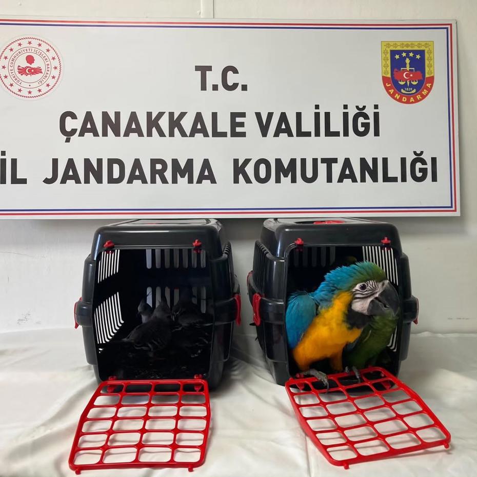 1915 Çanakkale Köprüsü Gişelerinde Durdurulan Araçtan 9 Egzotik Kuş Ele Geçirildi