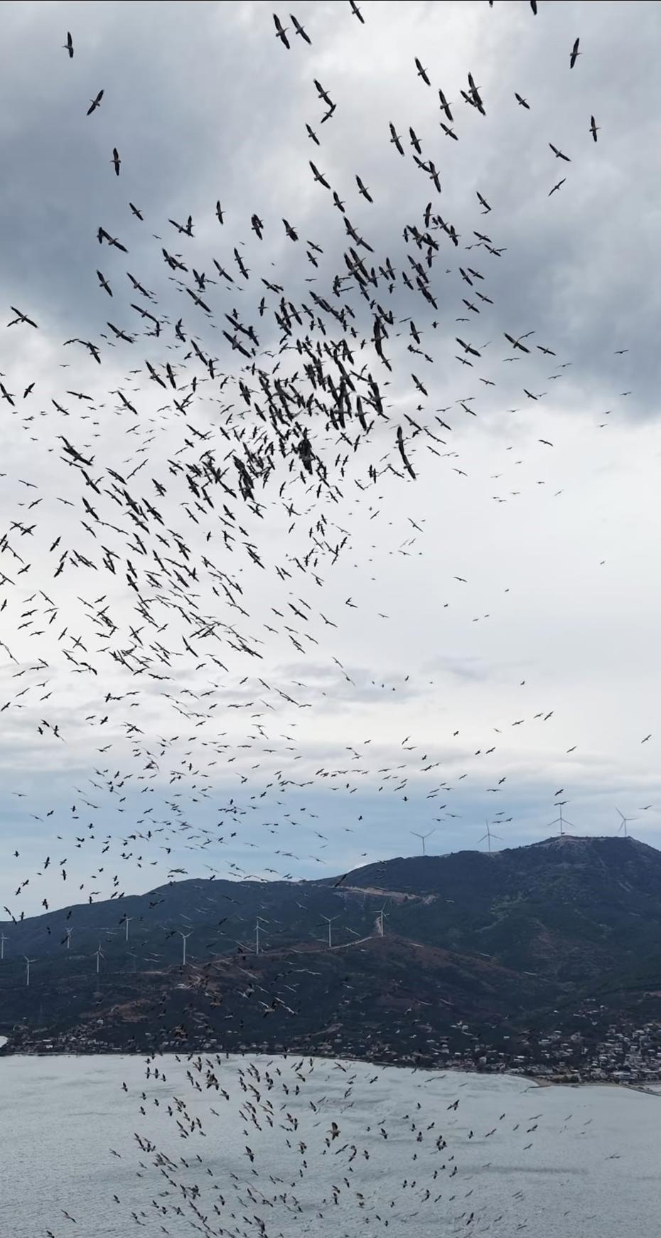 Marmara Denizi'nde büyüleyici kuş göçü ve görsel şölen