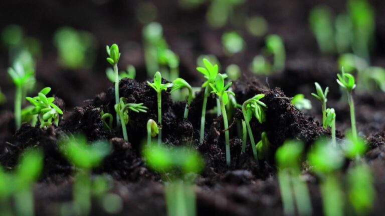 81 eyaletin bitkilerinin rehberliği hazırlanıyor