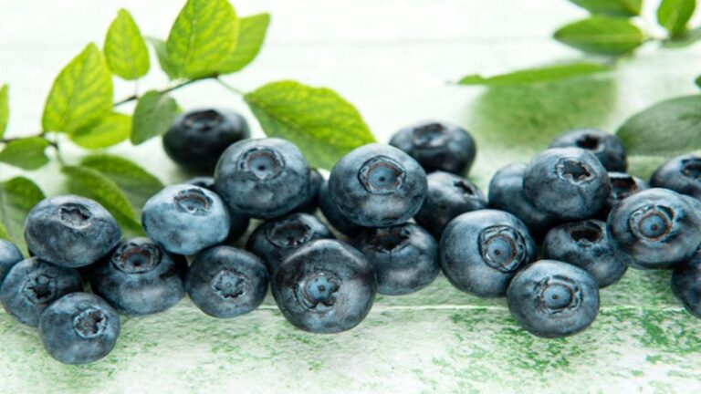 Yaban Mersini Nasıl Yetişir? Türkiye’de Nerede En İyi Şekilde Yetişir?